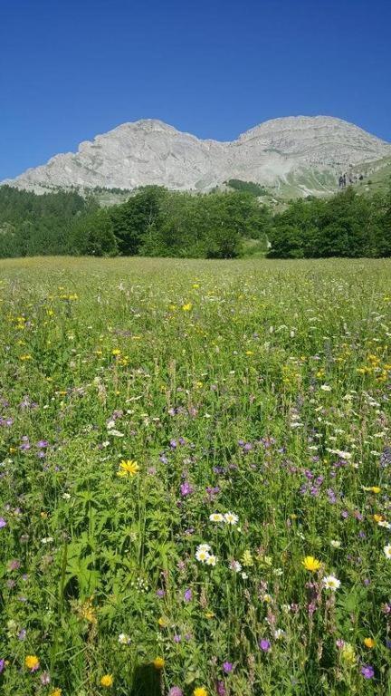 Chalet Miel De La Cayolle-Estenc Entraunes 외부 사진